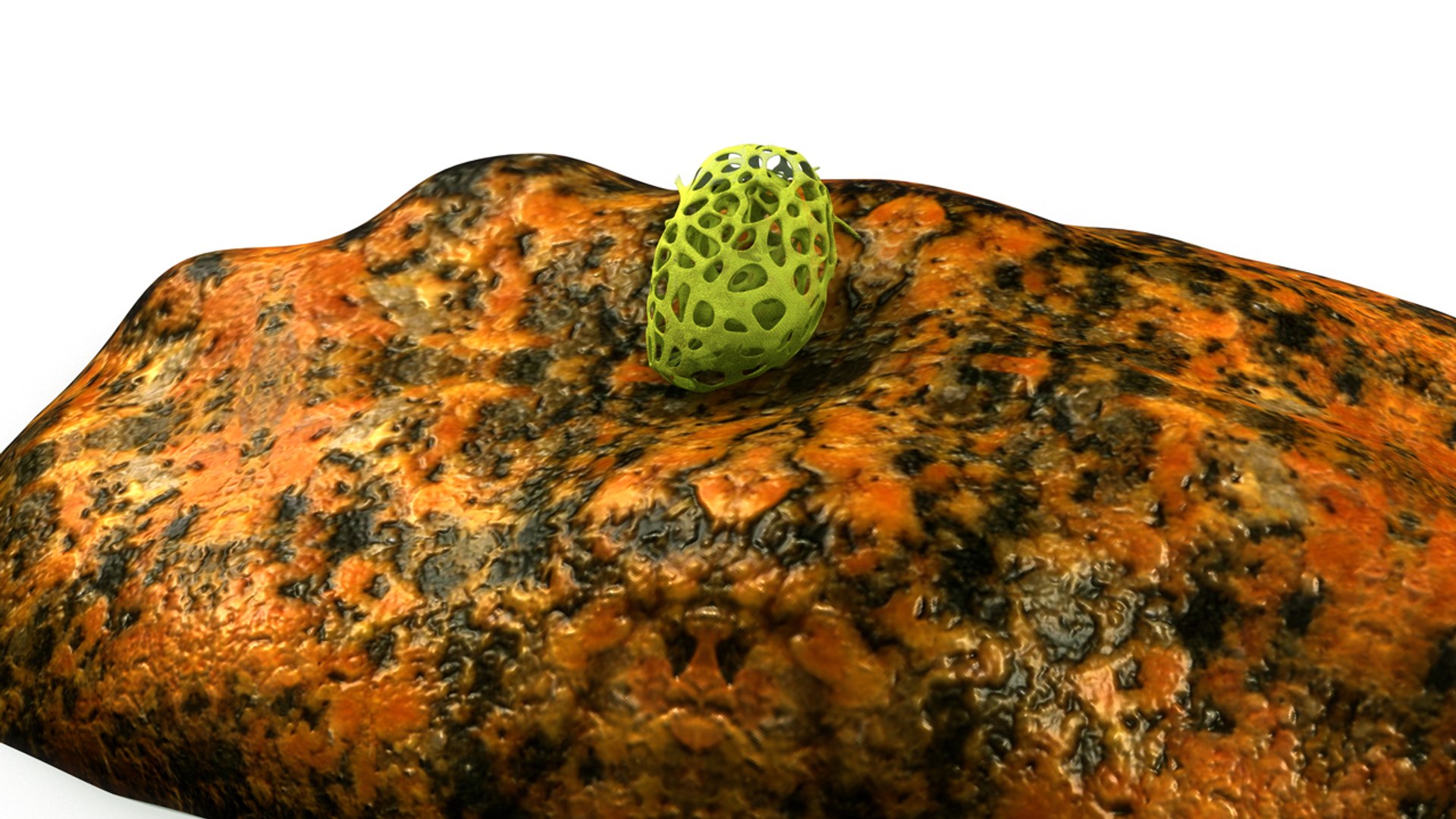 clathrina obj https://p.turbosquid.com/ts-thumb/tZ/KJuld4/SnzGVngD/b0390clathrina_front.0001/jpg/1479900659/1920x1080/fit_q87/e84666b921c4cef911ff60d670587f0afa2b3071/b0390clathrina_front.0001.jpg