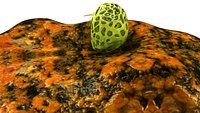 Clathrina