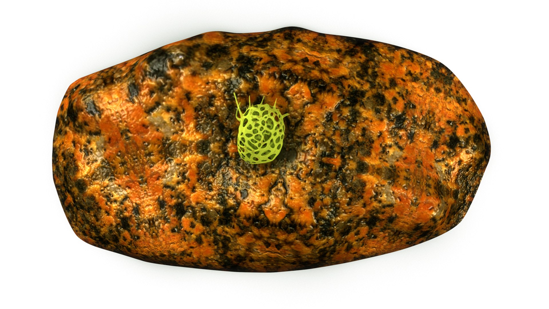 clathrina obj https://p.turbosquid.com/ts-thumb/tZ/KJuld4/deRhbu8v/b0390clathrina_top.0001/jpg/1479900659/1920x1080/fit_q87/f986707b42c8a1d73989daf24883c751250c0b57/b0390clathrina_top.0001.jpg