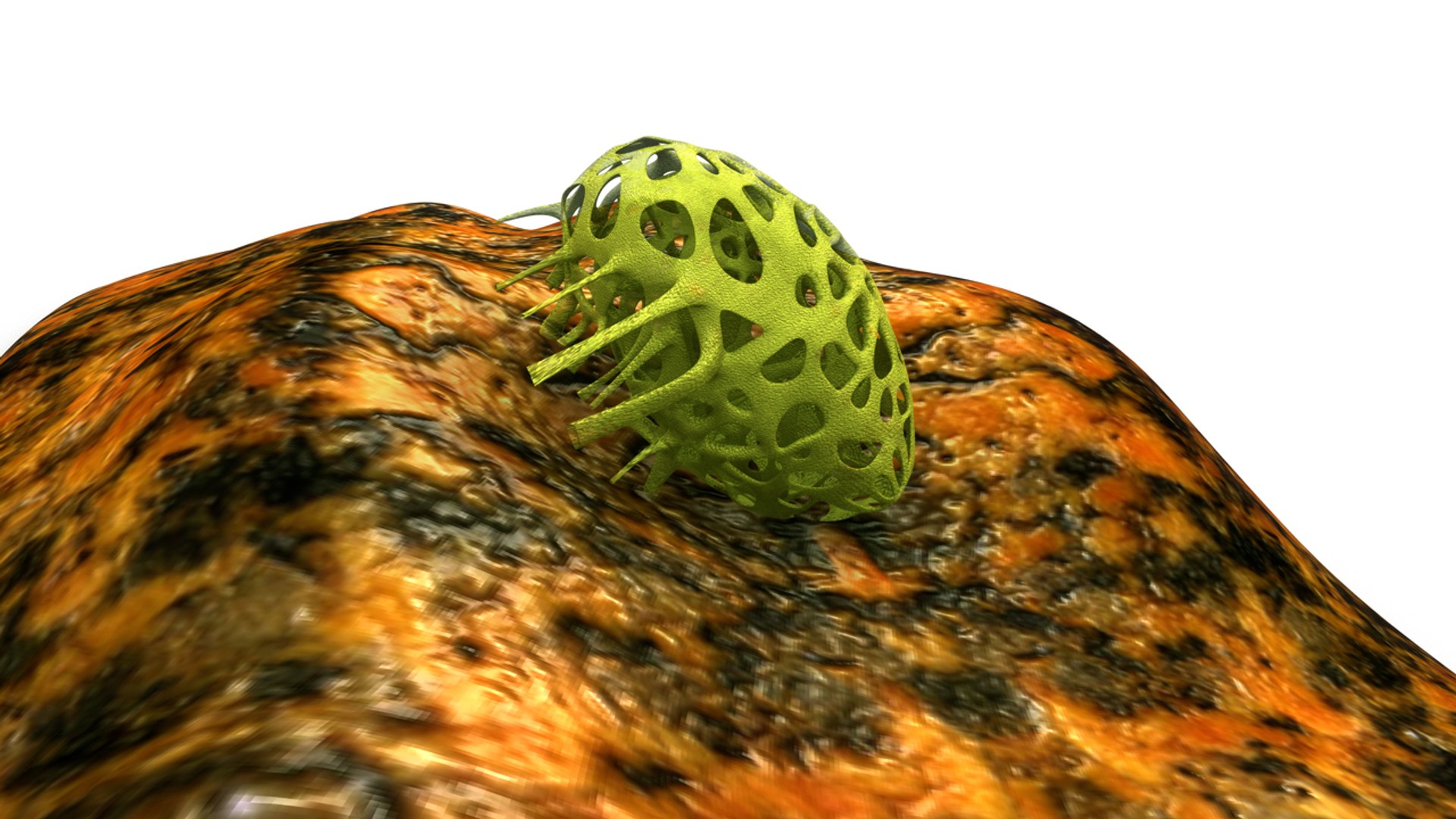 clathrina obj https://p.turbosquid.com/ts-thumb/tZ/KJuld4/zGQ3Dhbo/b0390clathrina_back.0001/jpg/1479900659/1920x1080/fit_q87/2ea0d0835cab9cc84f72d4d489ad2f4afe8ce8ef/b0390clathrina_back.0001.jpg