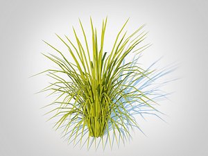 3D model Acorus gramineus Ogon - Sweet Flag