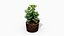 3D crassulamoonglow cactus plant model