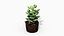 3D crassulamoonglow cactus plant model