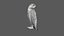 Snowy Owl Animated
