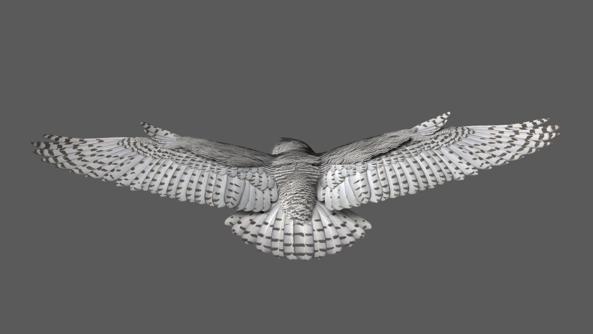 snowy owl animation model https://p.turbosquid.com/ts-thumb/tZ/NuNgcZ/tj4mtm3U/snowyowl_poses_10/jpg/1578296263/1920x1080/fit_q87/93bb1beaf70934c7d5c5cf1489c7aee6e09963cc/snowyowl_poses_10.jpg