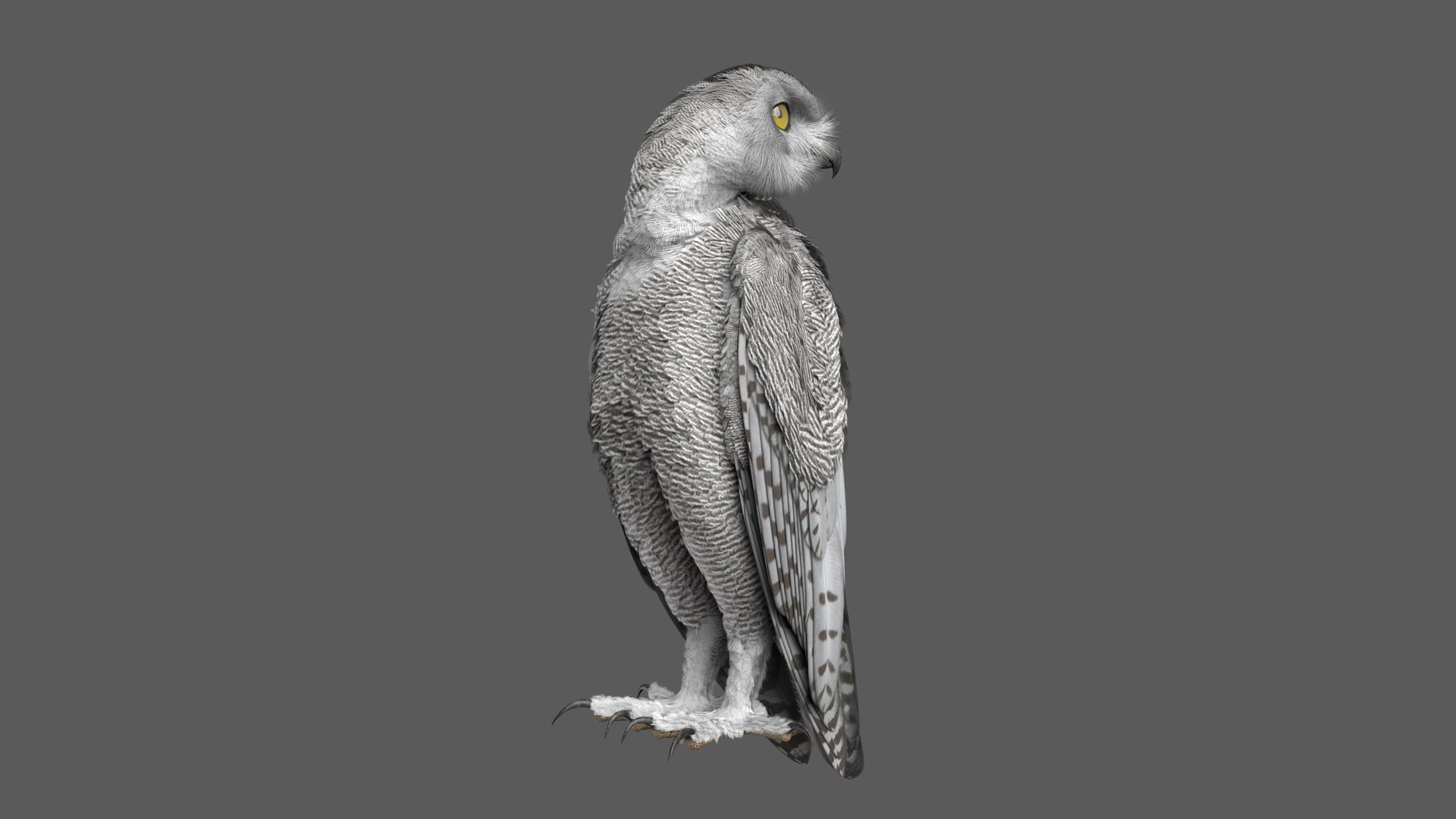 snowy owl animation model https://p.turbosquid.com/ts-thumb/tZ/NuNgcZ/x48gtdZo/snowyowl_poses_05/jpg/1578296261/1920x1080/fit_q87/9c2ec87c8703711af43d5a5c4e9900d948ee5a6b/snowyowl_poses_05.jpg