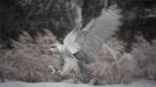 シロフクロウアニメーション3Dモデル - TurboSquid 1491002