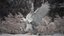 Snowy Owl Animated