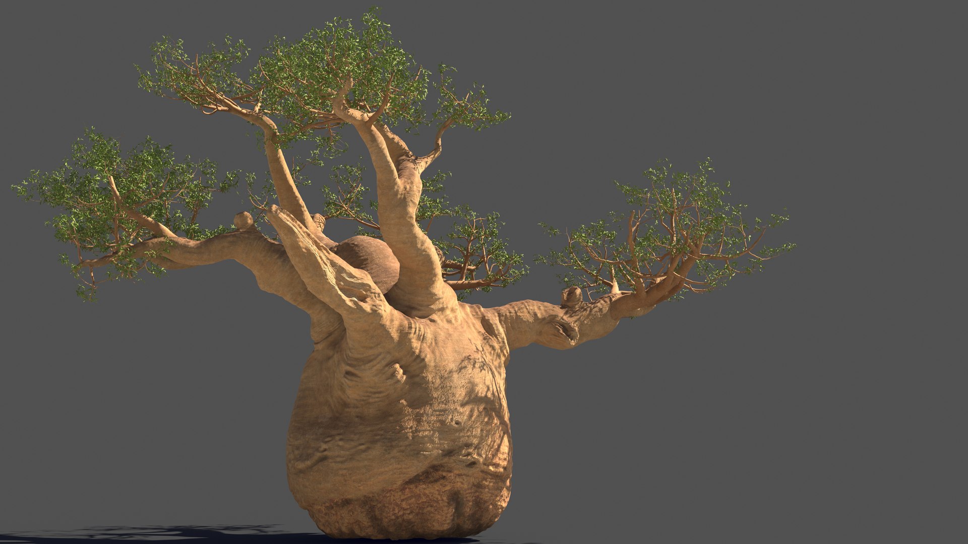 3D Baobab Tree Model - TurboSquid 2213720