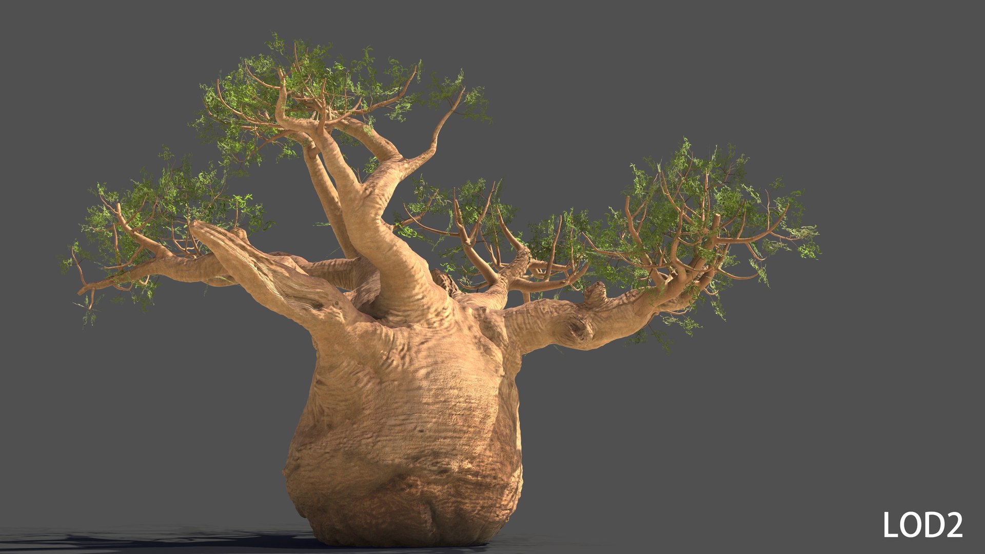 3D Baobab Tree Model - TurboSquid 2213720