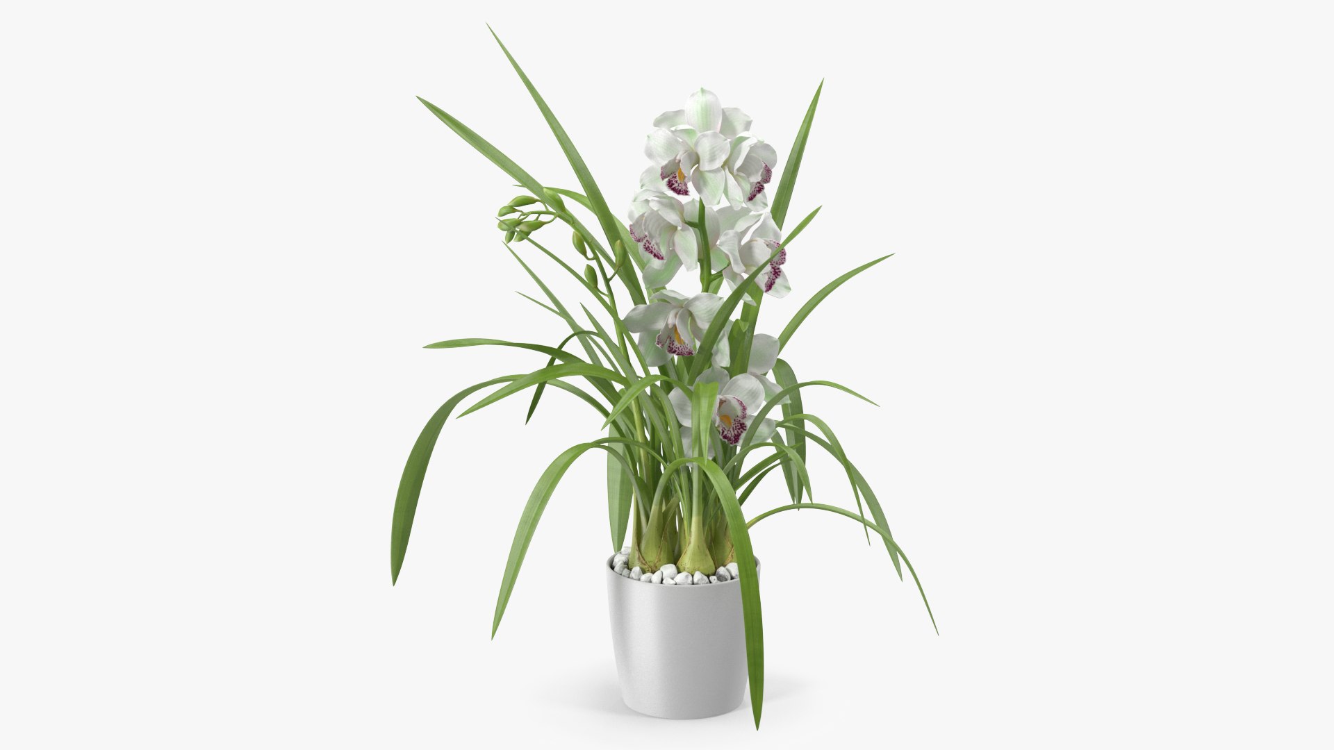 Orchid Pot Flower White Fur 3D model preview