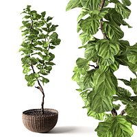 Ficus Lyrata