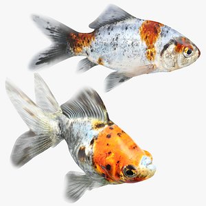 Calico Goldfish Collection