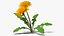 Flowering Plants Collection 3