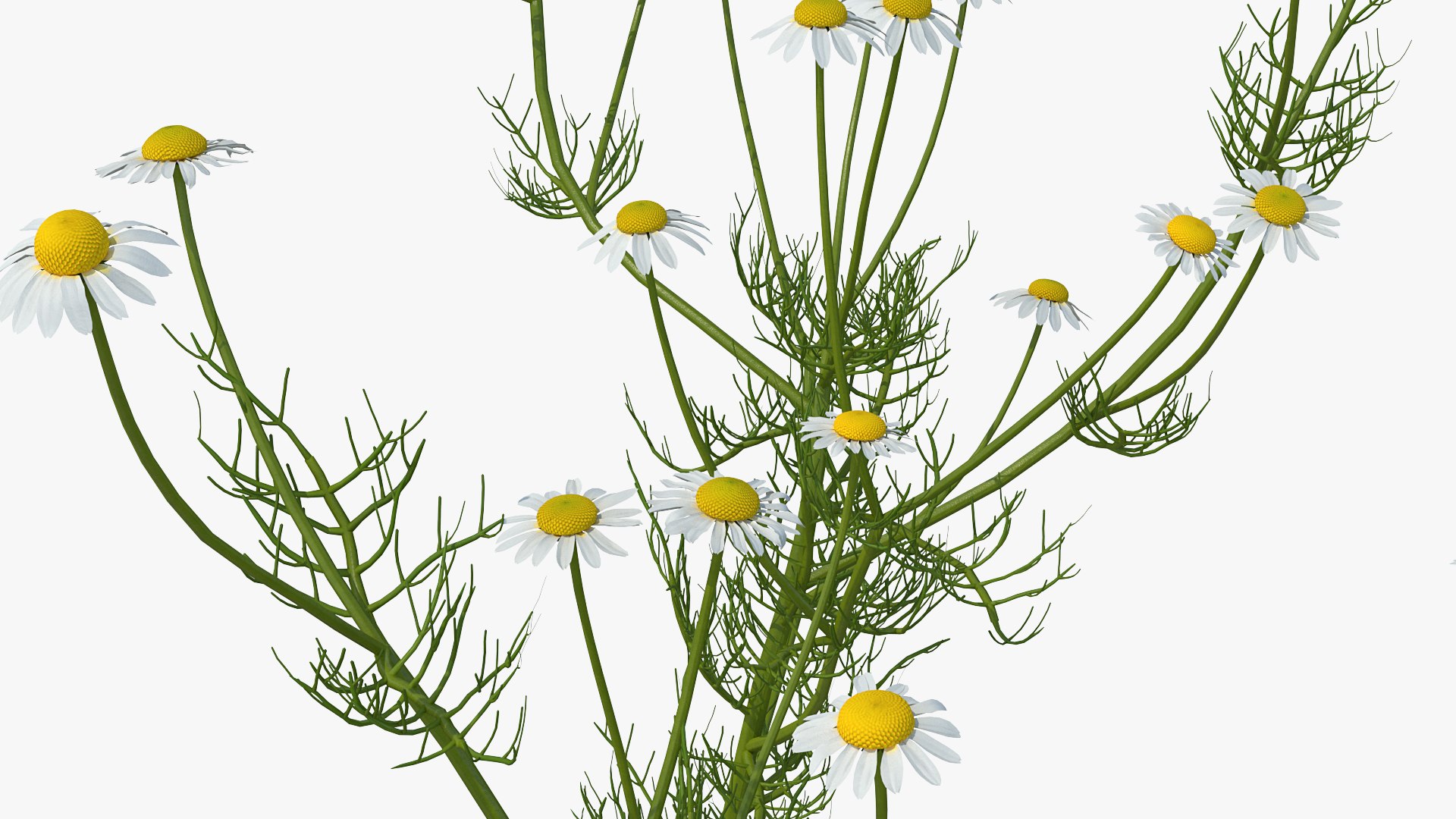 flowering plants 3 3D model https://p.turbosquid.com/ts-thumb/tZ/yqfZlX/2v3Mg0Z7/floweringplantscollection33dmodel008/jpg/1603705503/1920x1080/fit_q87/eadb04448a6a5f31da4e8012473f29bccabf4cbc/floweringplantscollection33dmodel008.jpg