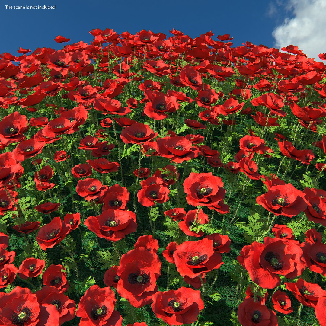 flowering plants 3 3D model https://p.turbosquid.com/ts-thumb/tZ/yqfZlX/6E7oieD5/floweringplantscollection33dmodel014/jpg/1603705504/1920x1080/fit_q87/14e1f1fbd2daf63891f57f448dbf07692f1ba11d/floweringplantscollection33dmodel014.jpg