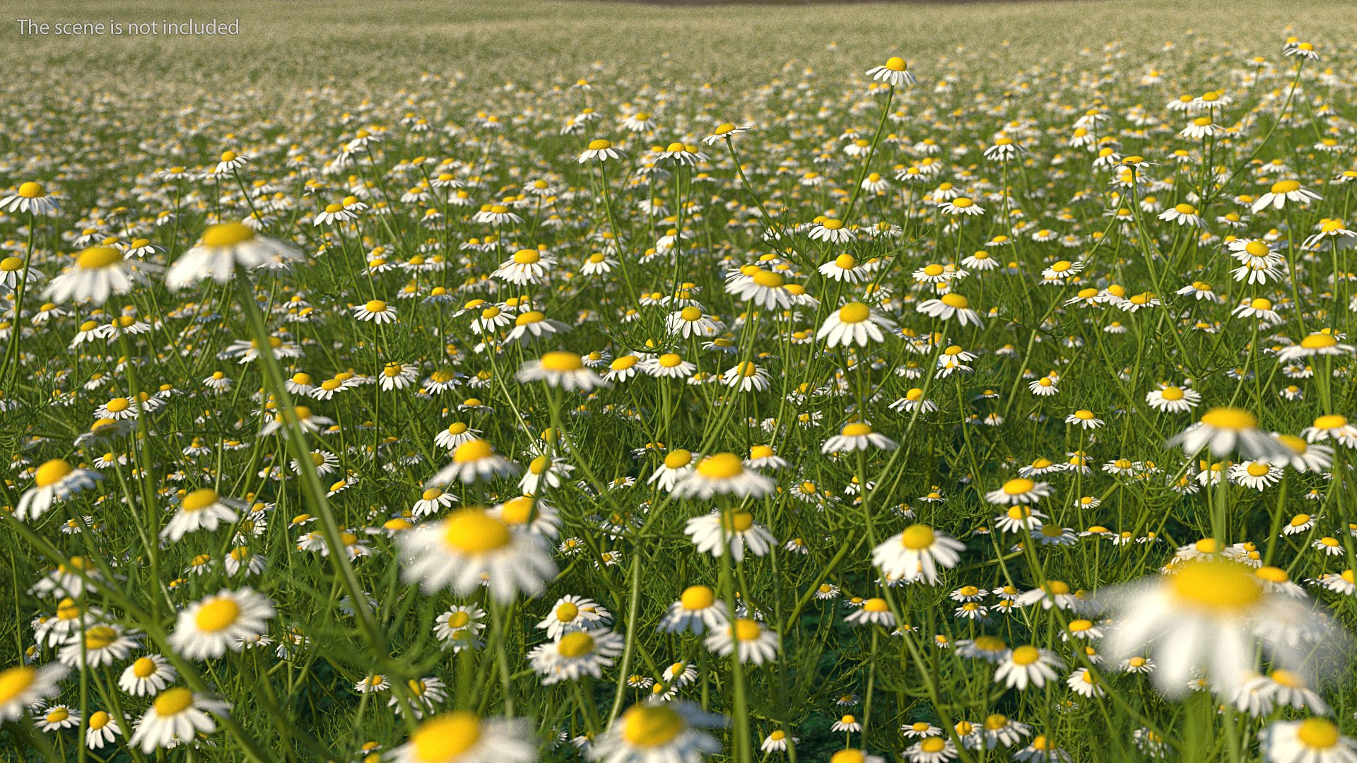 flowering plants 3 3D model https://p.turbosquid.com/ts-thumb/tZ/yqfZlX/9B1xjcRC/floweringplantscollection33dmodel003/jpg/1603705503/1920x1080/fit_q87/16fb427ae8da3db0f5e14ba0788cf0537b86f534/floweringplantscollection33dmodel003.jpg