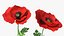 Flowering Plants Collection 3