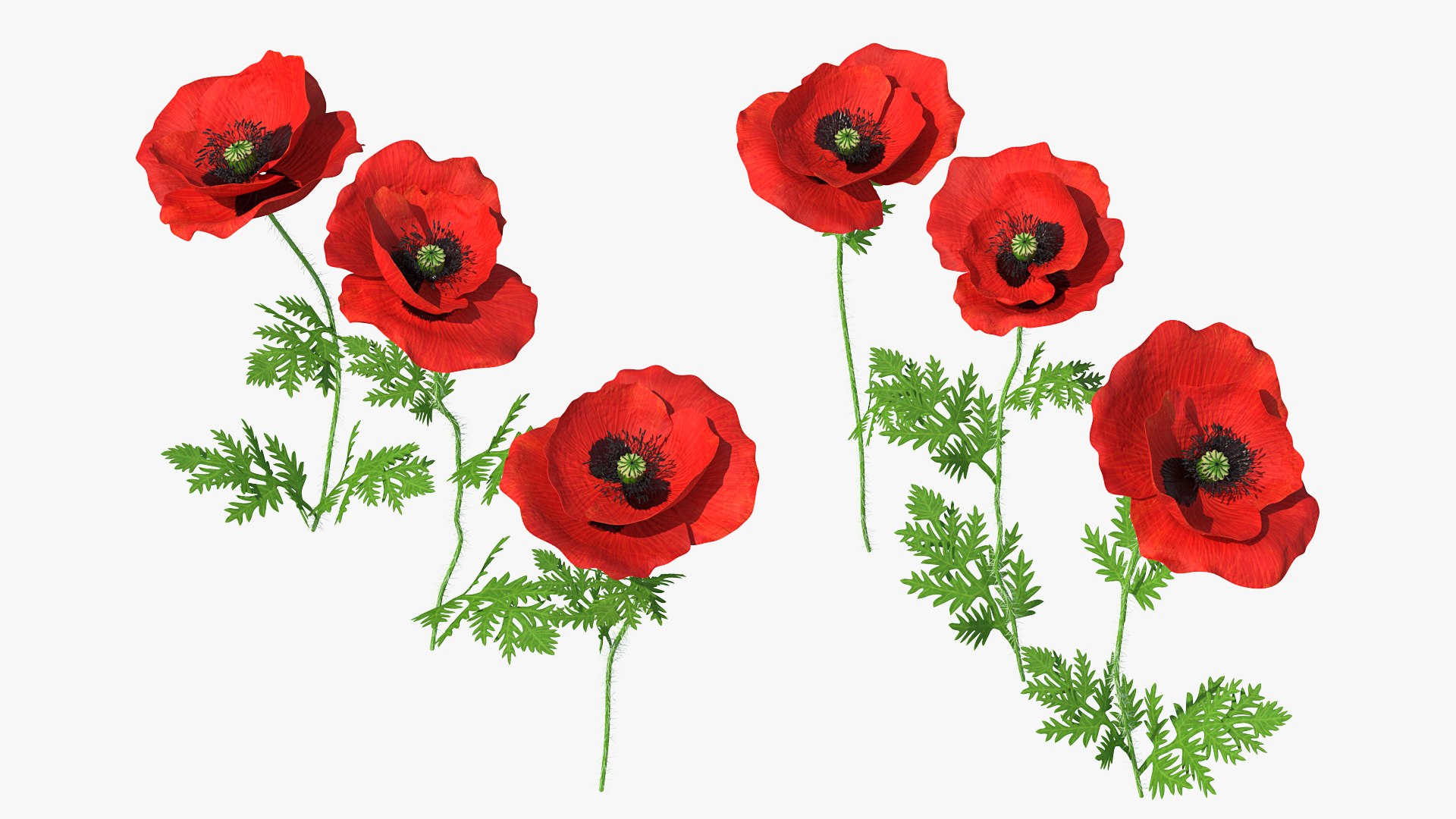 flowering plants 3 3D model https://p.turbosquid.com/ts-thumb/tZ/yqfZlX/Tk2DqbwX/floweringplantscollection33dmodel017/jpg/1603705504/1920x1080/fit_q87/b2dd69c5e49a98a4a8e7210135beb24128dfad1d/floweringplantscollection33dmodel017.jpg