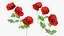 Flowering Plants Collection 3