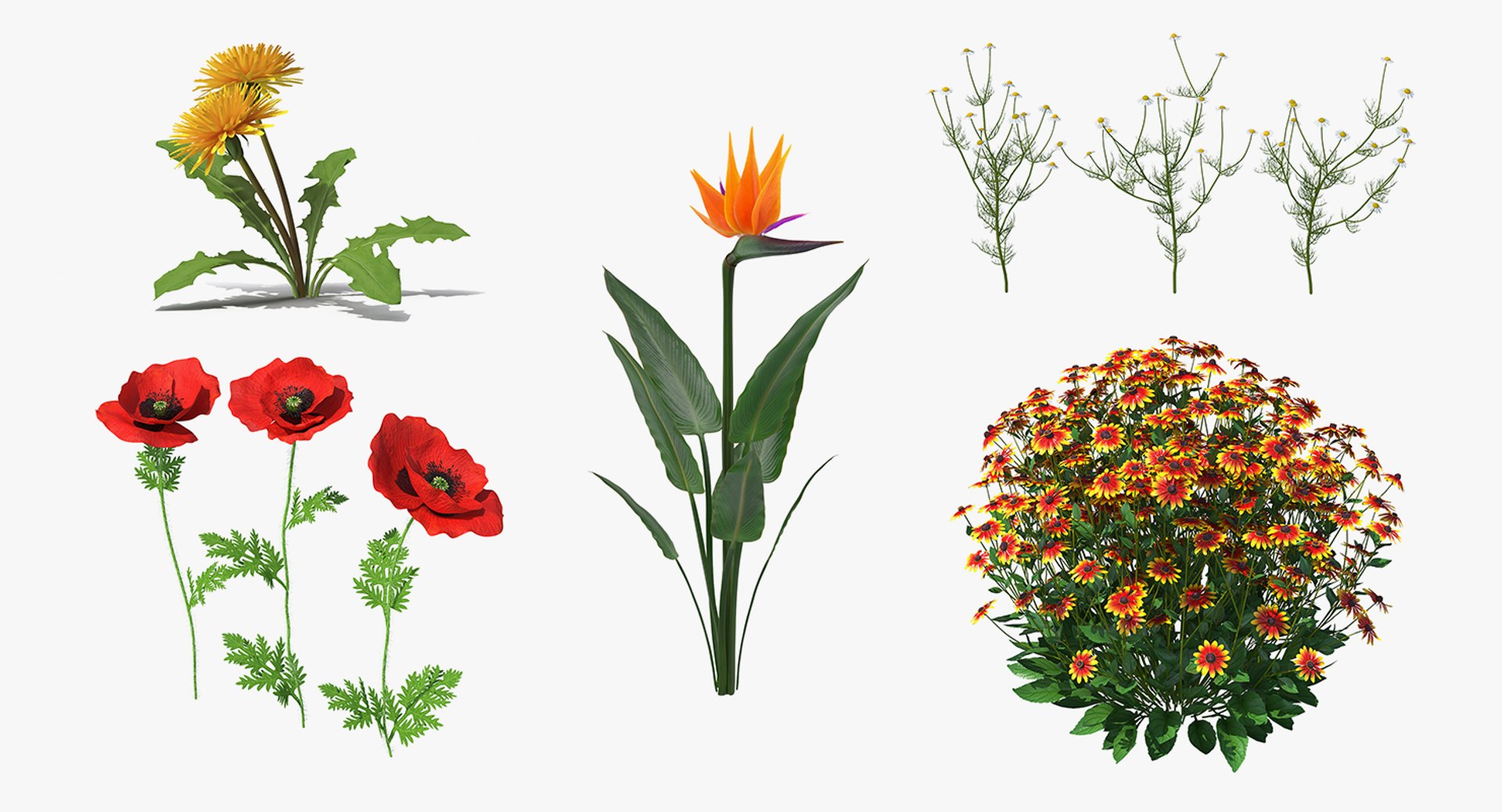 flowering plants 3 3D model https://p.turbosquid.com/ts-thumb/tZ/yqfZlX/a42DhqyF/floweringplantscollection33dmodel001/jpg/1603705503/1920x1080/fit_q87/89272b5622577690ac24e0e0f7a973e0fe70edf1/floweringplantscollection33dmodel001.jpg