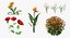 Flowering Plants Collection 3