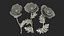 Flowering Plants Collection 3