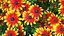Flowering Plants Collection 3
