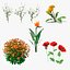 Flowering Plants Collection 3