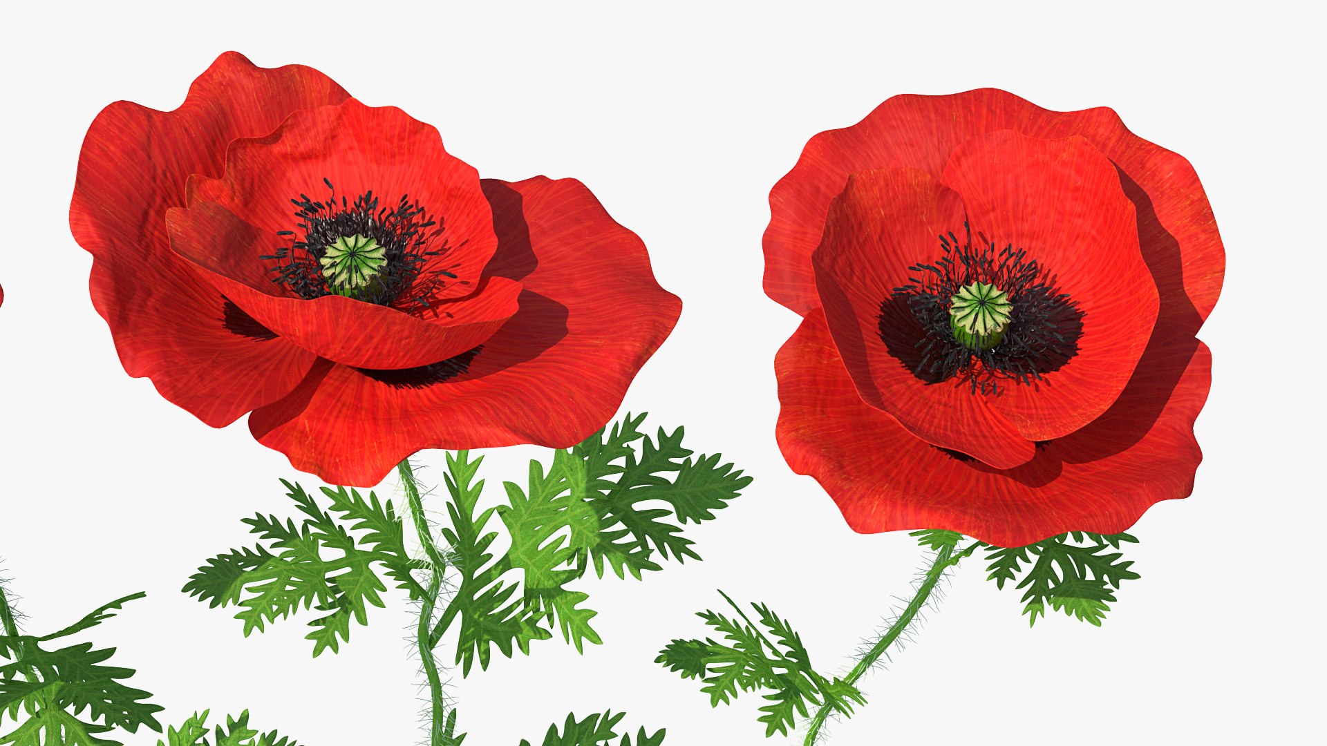 flowering plants 3 3D model https://p.turbosquid.com/ts-thumb/tZ/yqfZlX/wNy796LA/floweringplantscollection33dmodel020/jpg/1603705504/1920x1080/fit_q87/8f6fb26b6986bc8e2cdba3cf7317ae5ed23d2500/floweringplantscollection33dmodel020.jpg