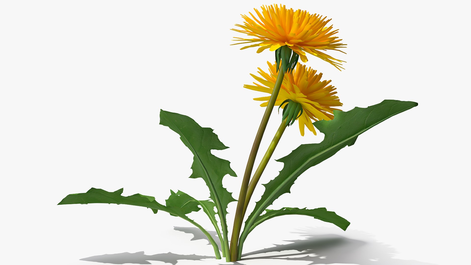 flowering plants 3 3D model https://p.turbosquid.com/ts-thumb/tZ/yqfZlX/yPq0GQ55/floweringplantscollection33dmodel037/jpg/1603705505/1920x1080/fit_q87/cb6c2dff15878405ccd5afe570604be4ef09ca57/floweringplantscollection33dmodel037.jpg