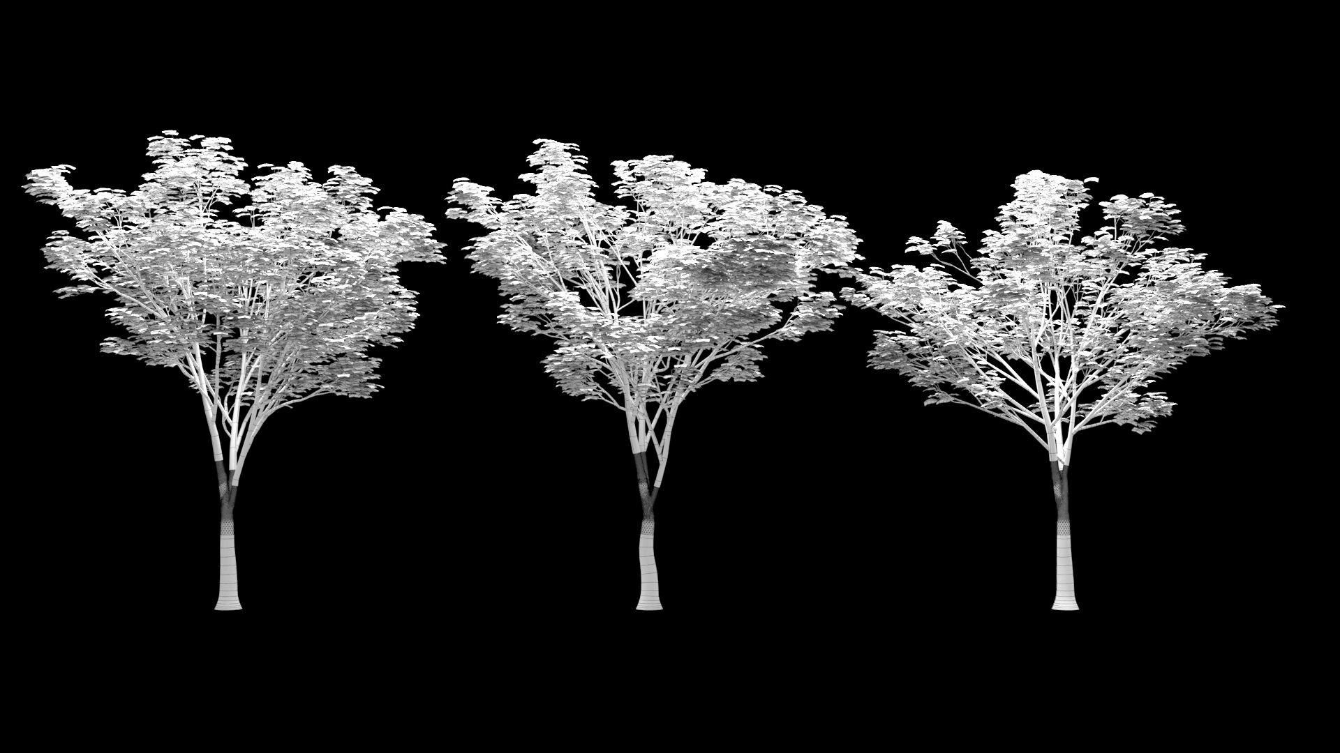 3D Zelkova serrata keyaki autumn https://p.turbosquid.com/ts-thumb/ta/UN1nm7/07/image006/jpg/1625473717/1920x1080/fit_q87/6738e240eba0c7c8879848d59607e57defab9962/image006.jpg