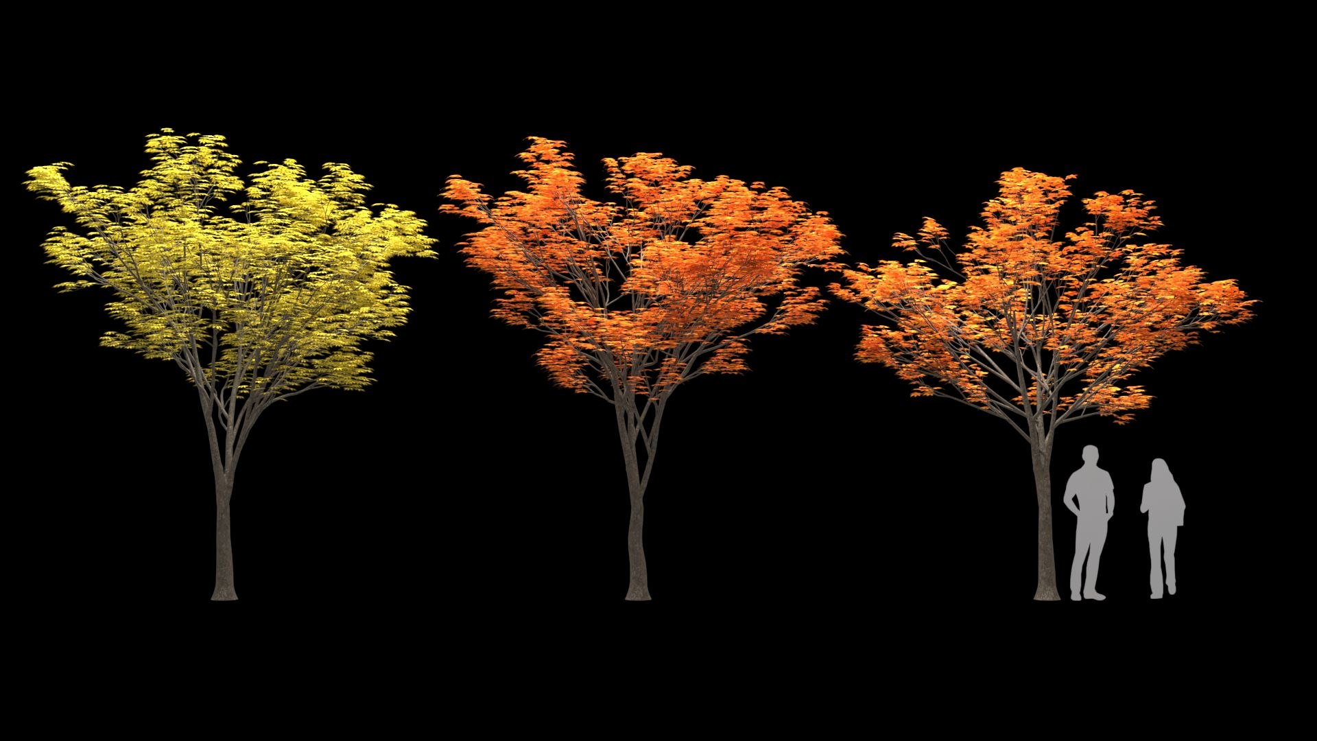 3D Zelkova serrata keyaki autumn https://p.turbosquid.com/ts-thumb/ta/UN1nm7/47/image001/jpg/1625473717/1920x1080/fit_q87/cb487b5a7a8f40a47153bf29b1ab10b587b55665/image001.jpg