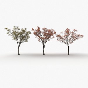 3D Zelkova serrata keyaki autumn