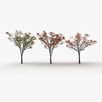 Zelkova serrata keyaki autumn