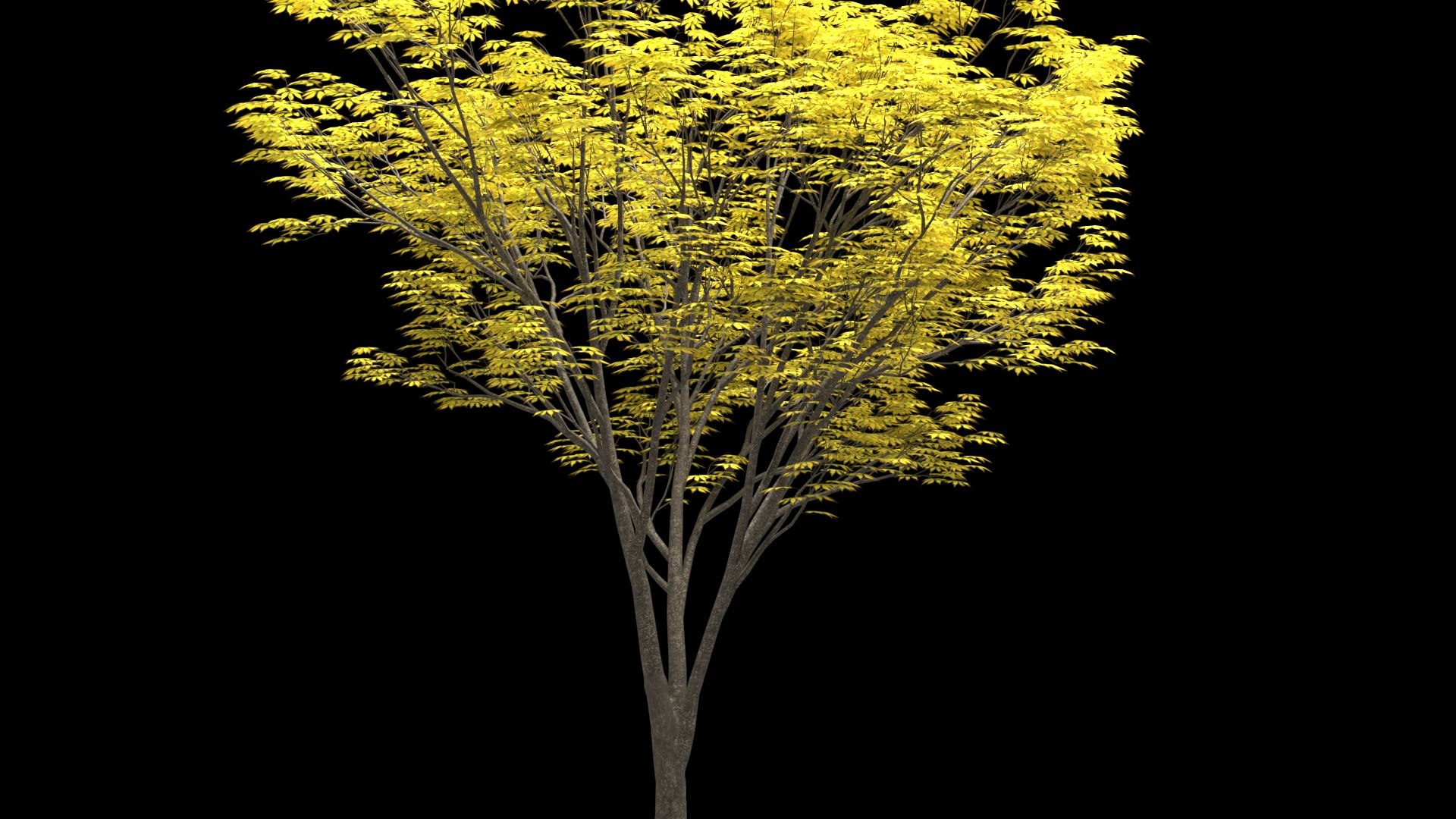 3D Zelkova serrata keyaki autumn https://p.turbosquid.com/ts-thumb/ta/UN1nm7/cY/image002/jpg/1625473716/1920x1080/fit_q87/86110377c0545c1dc029c72e95ae516b36e835fa/image002.jpg