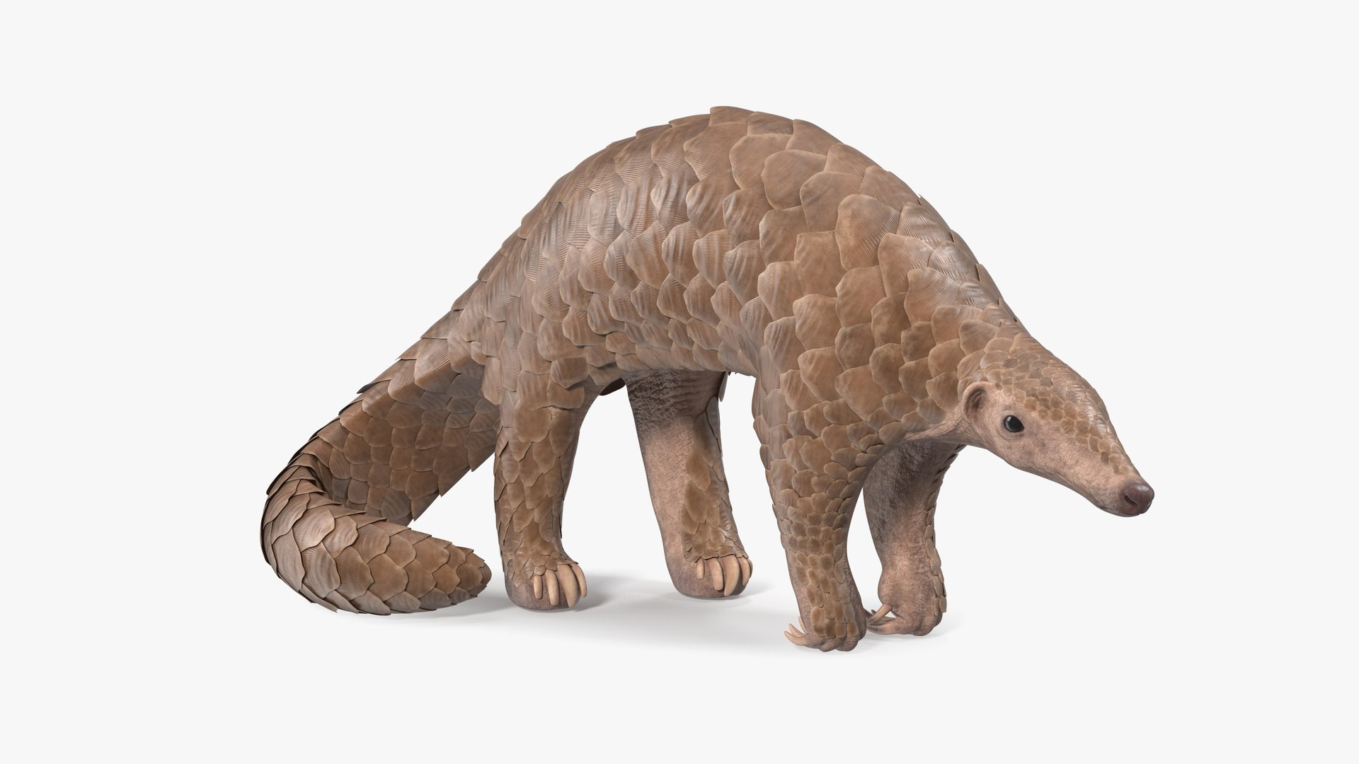 Pangolin Rigged for Maya 3D model preview