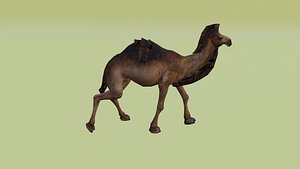Realistic Animated Walking Camel 3D Model 3D model