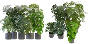 Collection plant vol 264 - blender model 3D model