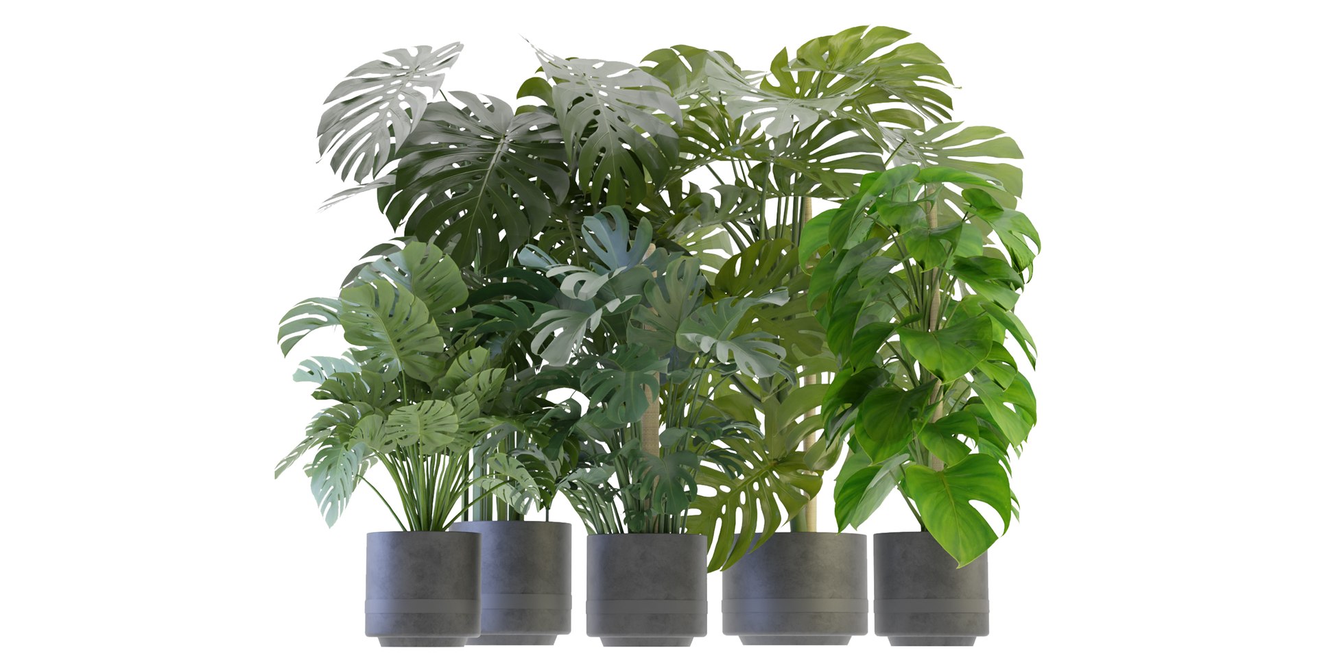 Collection plant vol 264 - blender model 3D model https://p.turbosquid.com/ts-thumb/ta/fX0C6x/Bd/2/jpg/1687858695/1920x1080/fit_q87/10dff16bf9c9630b67626d80f6e54645ff10c2d8/2.jpg