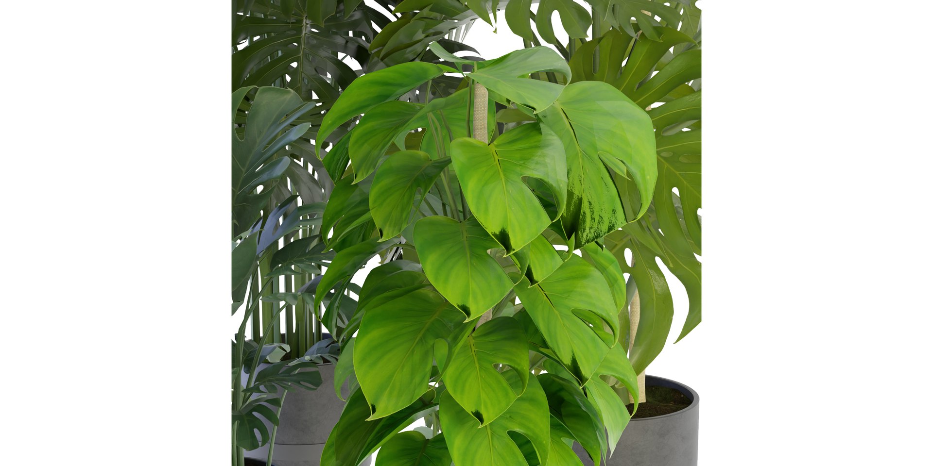 Collection plant vol 264 - blender model 3D model https://p.turbosquid.com/ts-thumb/ta/fX0C6x/Ne/5/jpg/1687858693/1920x1080/fit_q87/9a9ad37a13757cacb7f45173b566bd538714134f/5.jpg