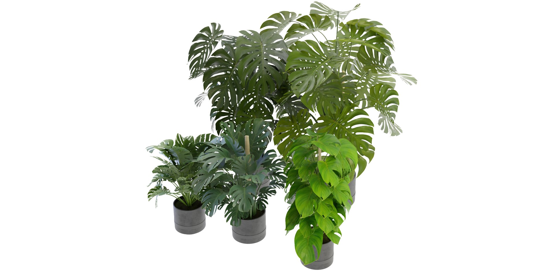 Collection plant vol 264 - blender model 3D model https://p.turbosquid.com/ts-thumb/ta/fX0C6x/VW/3/jpg/1687858695/1920x1080/fit_q87/d36a865ae8e1cc69298d9a8197357a8a44d9c4a2/3.jpg