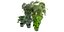 Kolekcja roślin tom 264 - model blendera