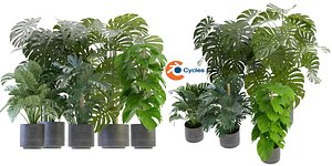 Collection plant vol 264 - blender model