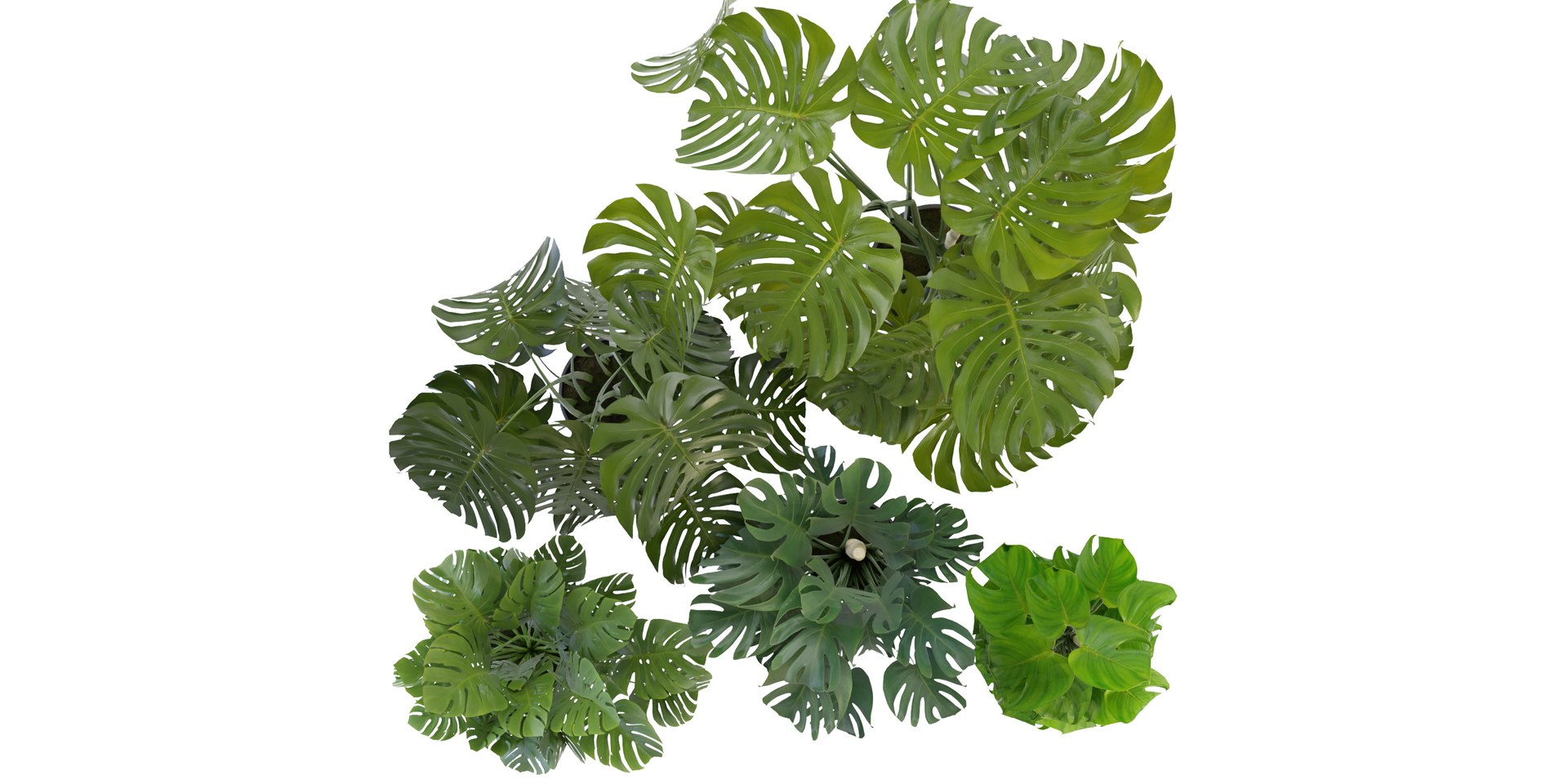Collection plant vol 264 - blender model 3D model https://p.turbosquid.com/ts-thumb/ta/fX0C6x/iO/6/jpg/1687858693/1920x1080/fit_q87/36b912962f8d2fadc339fdacd080d9e0deac5b71/6.jpg