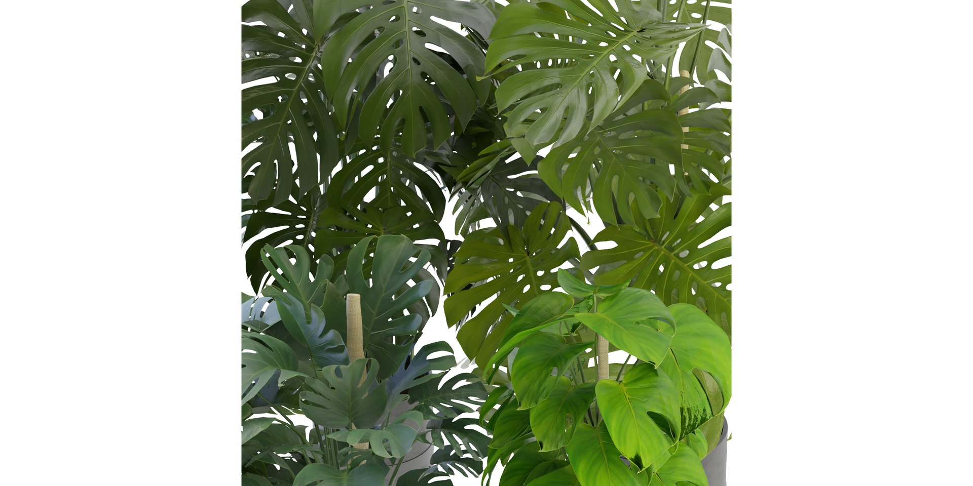 Collection plant vol 264 - blender model 3D model https://p.turbosquid.com/ts-thumb/ta/fX0C6x/zp/4/jpg/1687858692/1920x1080/fit_q87/0185c6463ef89ad2573102e9b06ae7656a63d331/4.jpg