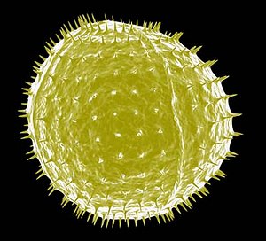 3d model microscopic pollen