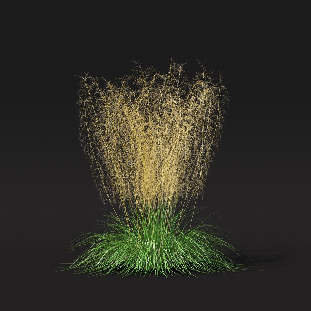 Deschampsia cespitosa 3D model https://p.turbosquid.com/ts-thumb/ta/qc6Op1/I6/goldtau_view_14_1920/jpg/1652979642/1920x1080/fit_q87/de9ea809ebc5e9515694e6a3c796146bbc4e5649/goldtau_view_14_1920.jpg