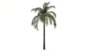 queen palm tree 3D