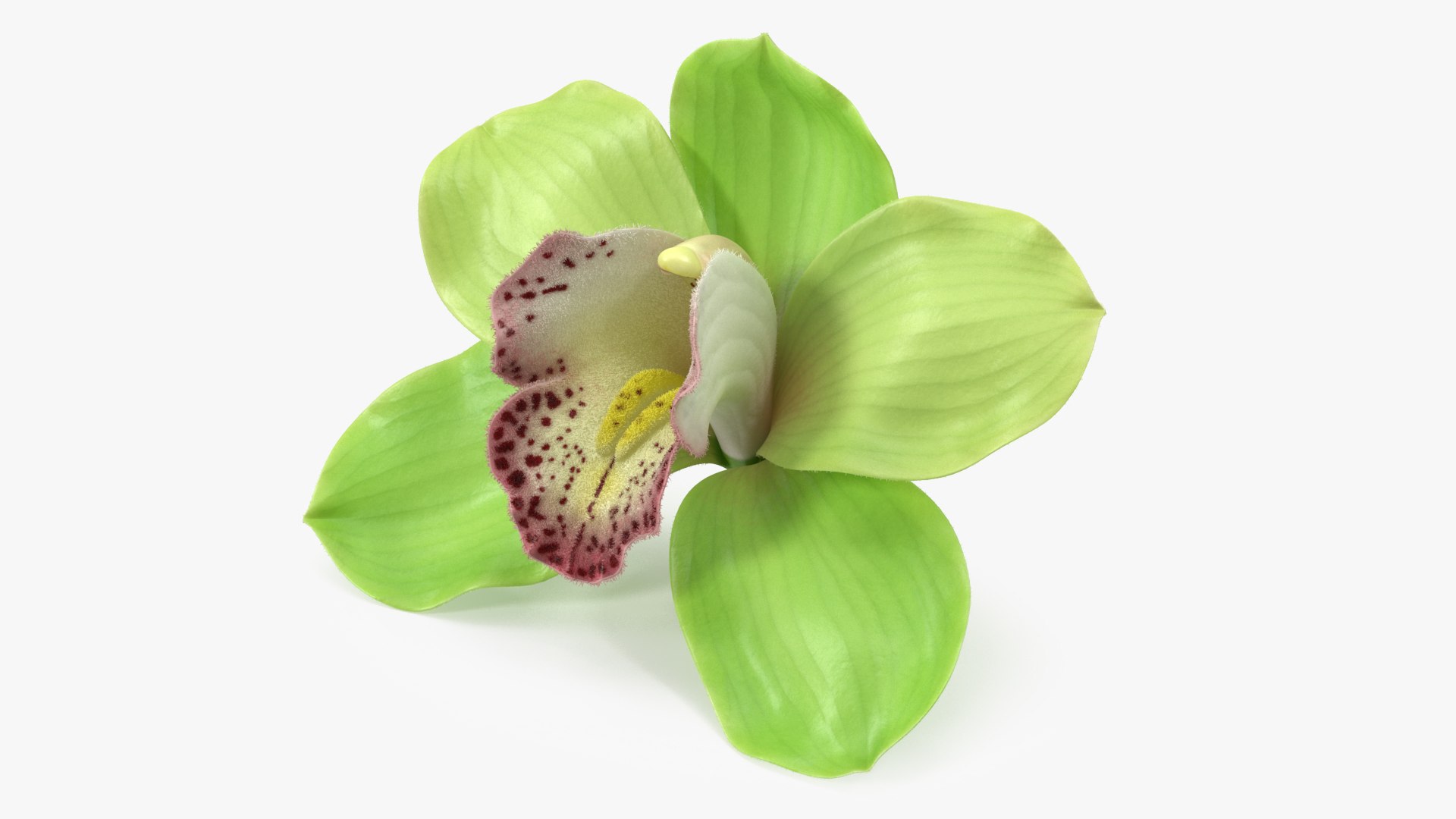 Cymbidium Hybrid Orchid Green Fur 3D model preview